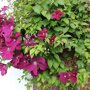 Clematis rood